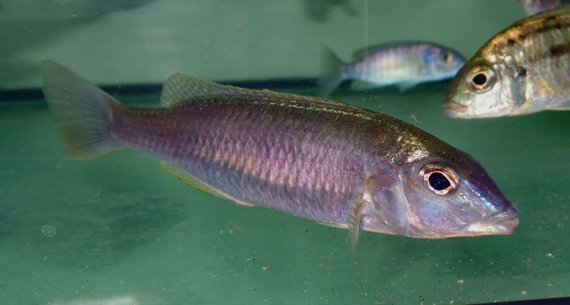 Otopharynx styrax 'Itungi'